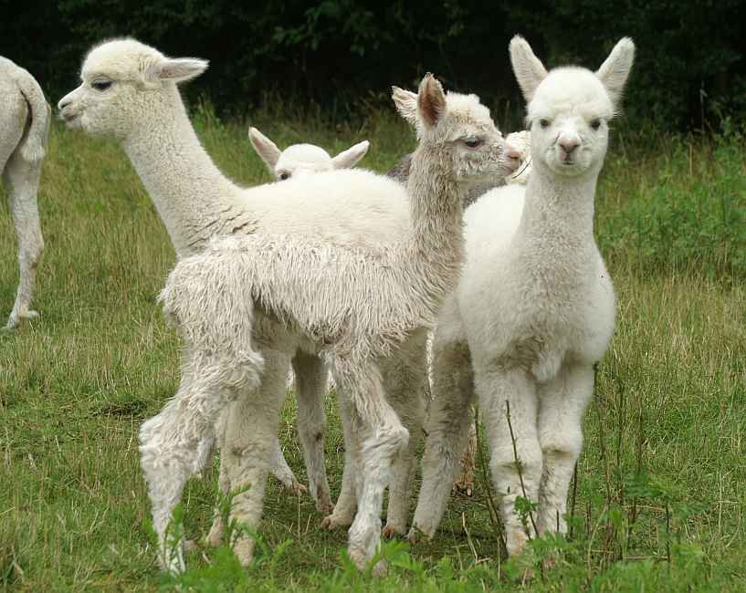 alpaca-crias.jpg