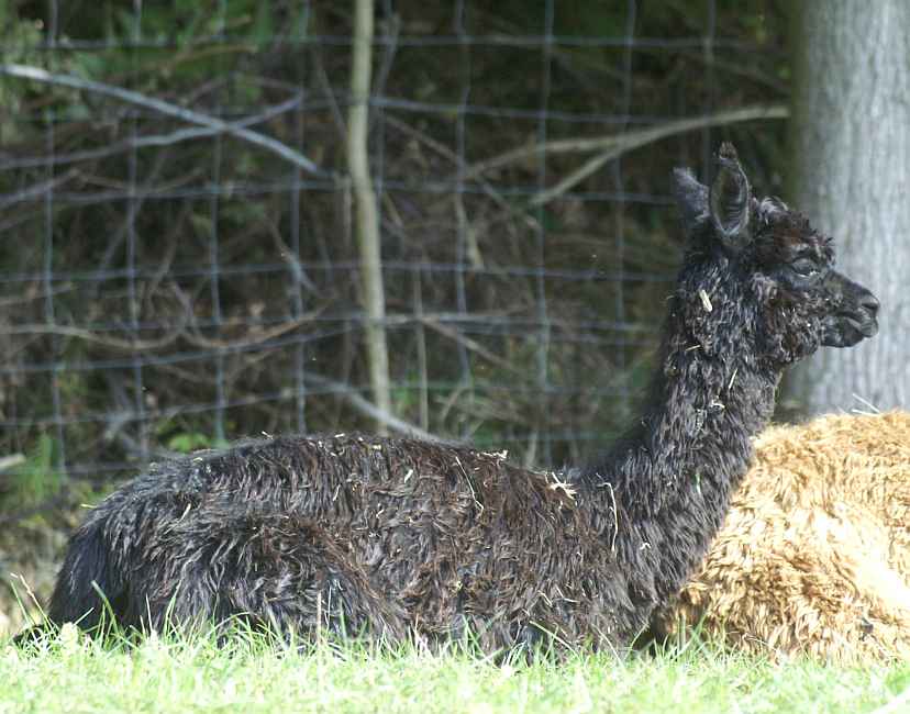 suri-female-cria-rest.jpg