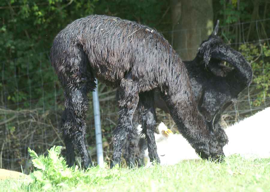 suri-female-cria.jpg