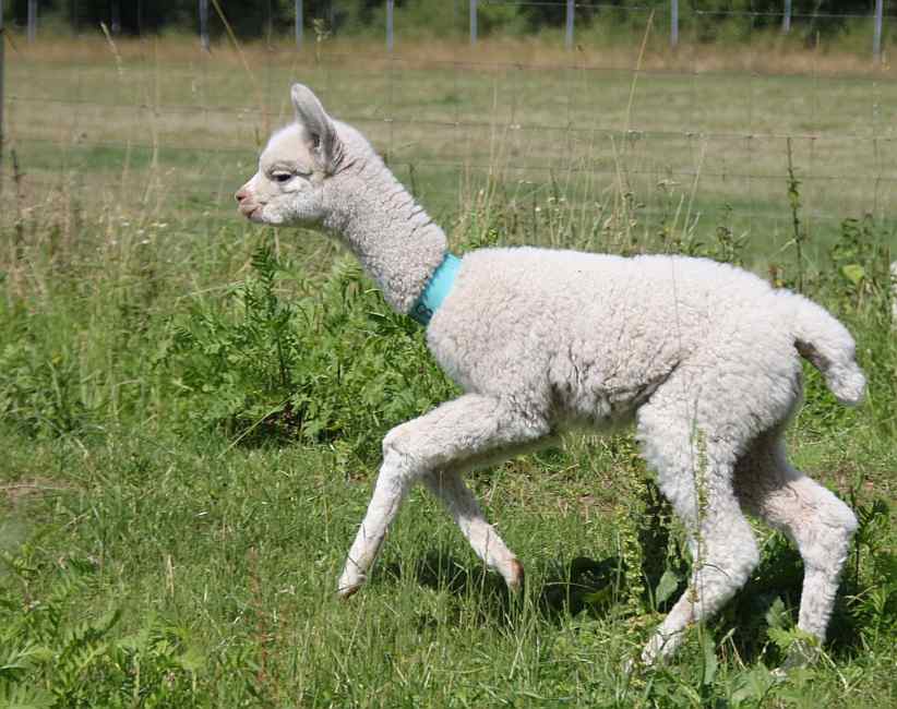 18 cria.jpg