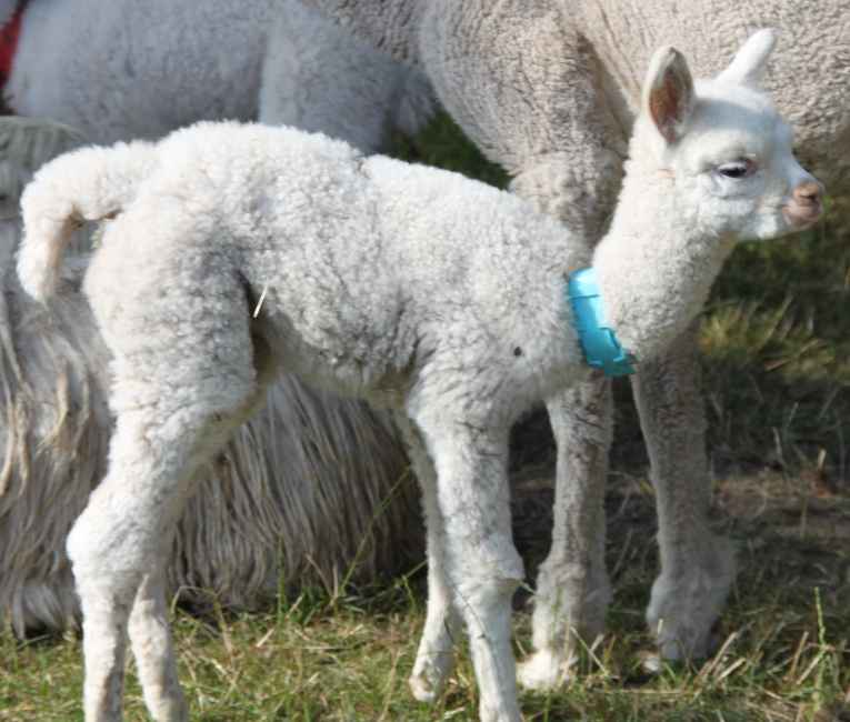 Alpaka-Cria von 18- Macho.jpg