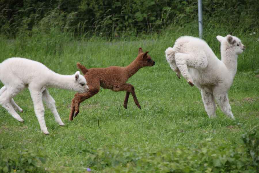 Alpaka-fohlen-drei-sprung.jpg