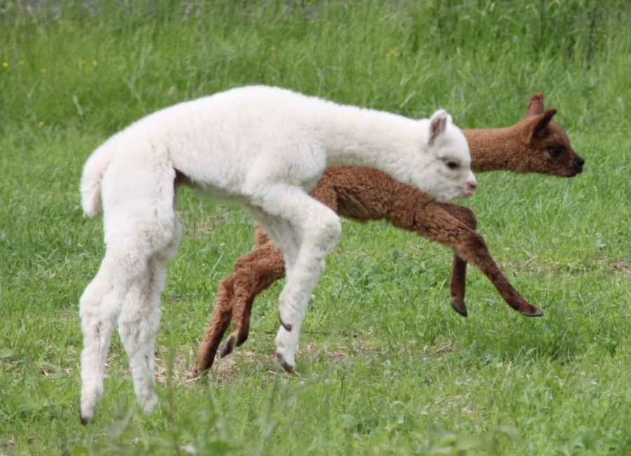 Alpaka-fohlen-mai-sprung.jpg