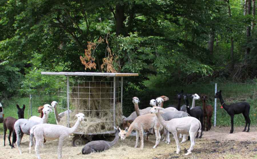 Alpaka-gruppe im wald.jpg