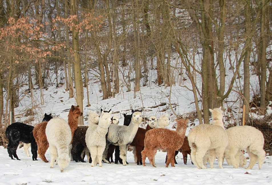 Crias-absetzer im schnee-2010-januar.jpg