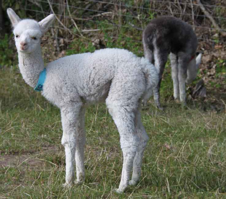 alpaca-cria-macho-18-lf.jpg