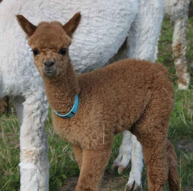 alpaca-cria-macho-97-ws.jpg