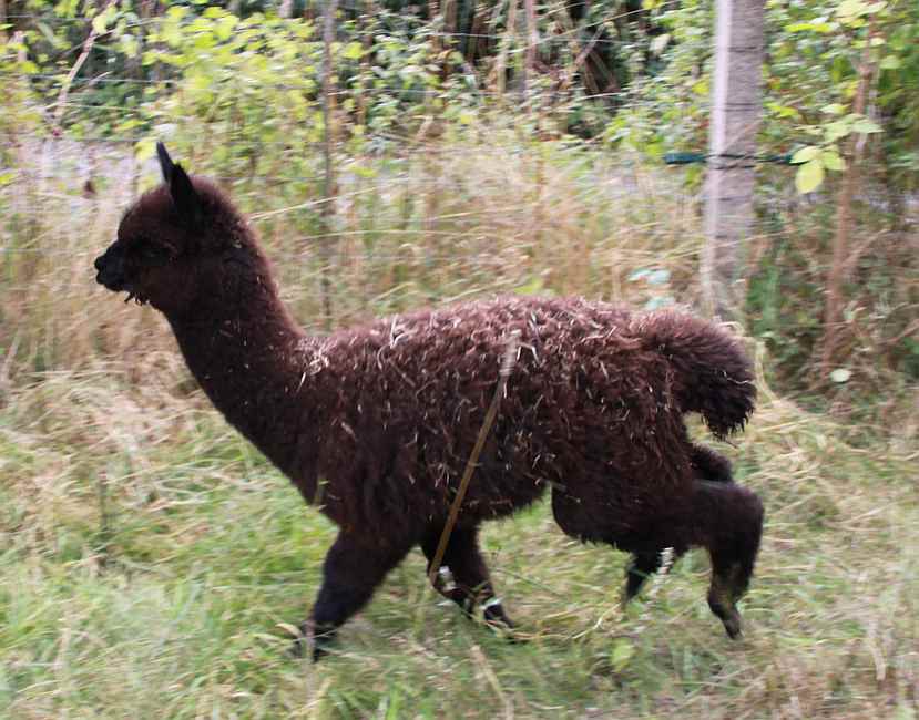 alpaca.jpg