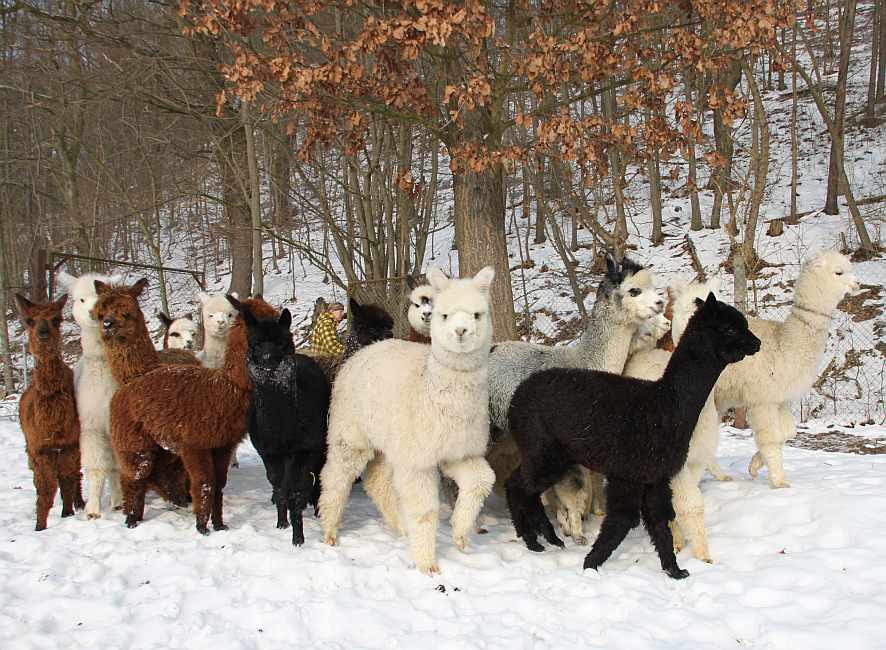 alpaka-crias im schnee 2010-januar.jpg