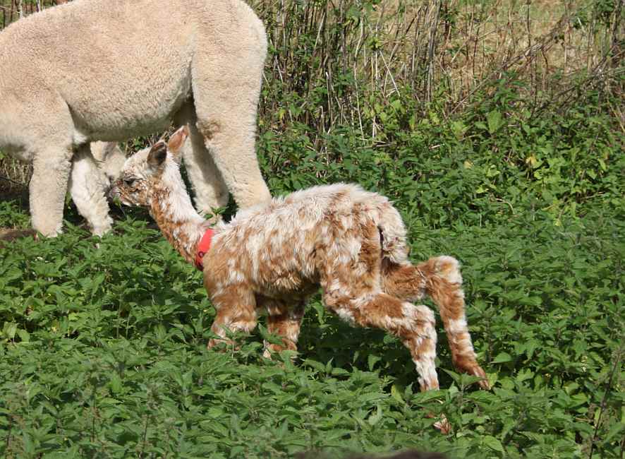 appaloosa-suri-stutfohlen-alpaca-alpaka.jpg