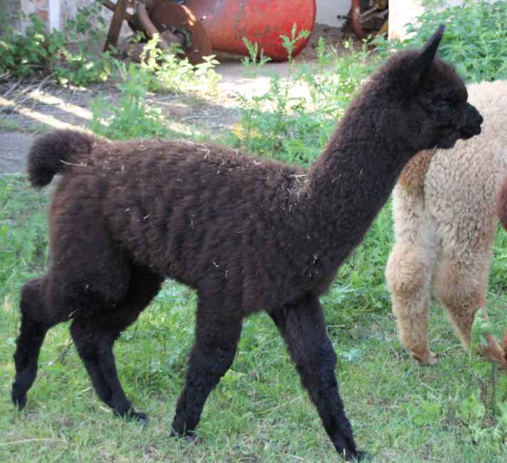 blk-5-cria.jpg