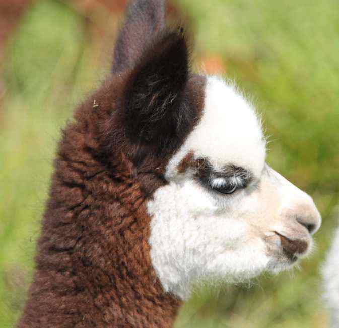 br peru cria.jpg