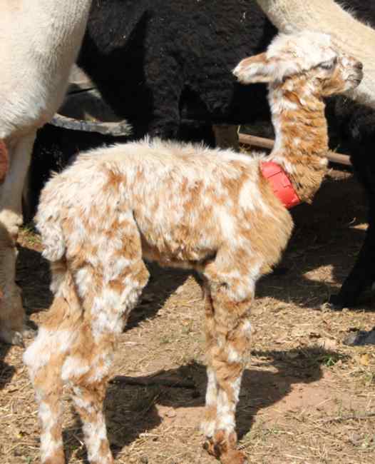 bunt-cria.jpg