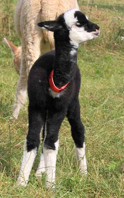 cria 51,,,.jpg