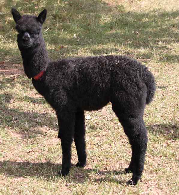 cria-von-59.jpg