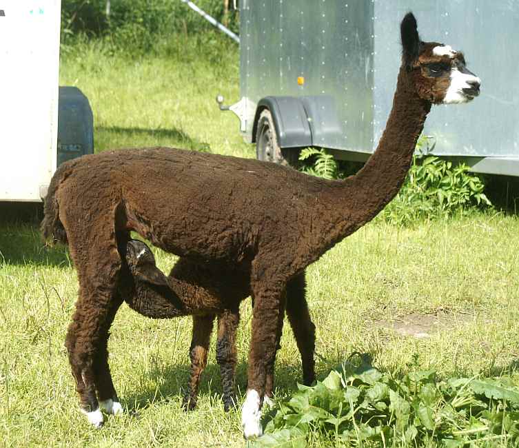 drinking-cria.jpg