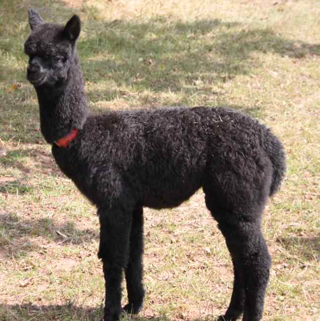 grey female cria black.jpg