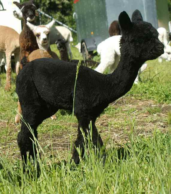 no.29 cria-von Yanamanka--.jpg