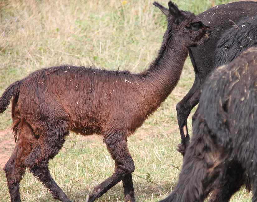 traumstute-suri-alpaca.jpg