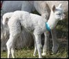 Alpaka-Cria von 18- Macho.jpg