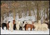 Crias-absetzer im schnee-2010-januar.jpg