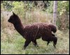 alpaca.jpg