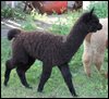 blk-5-cria.jpg