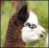 br peru cria.jpg