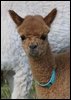 cria-alpacka-97.jpg