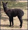 cria-von-59.jpg