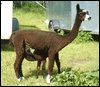 drinking-cria.jpg