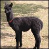 grey female cria black.jpg