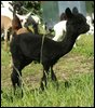 no.29 cria-von Yanamanka--.jpg