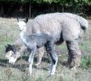 Alpaka mit cria,Stute grau,beide im Verkauf bei der www.surifarm.de.jpg