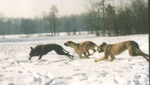 deutsche doggen-rennen.jpg