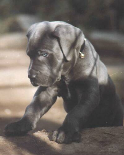 doggenwelpe2.jpg