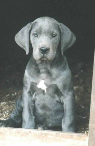 wotans dogge.jpg