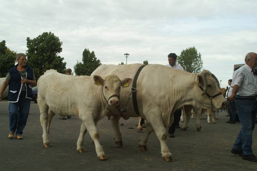 Charolais Kuh mit Kalb.JPG