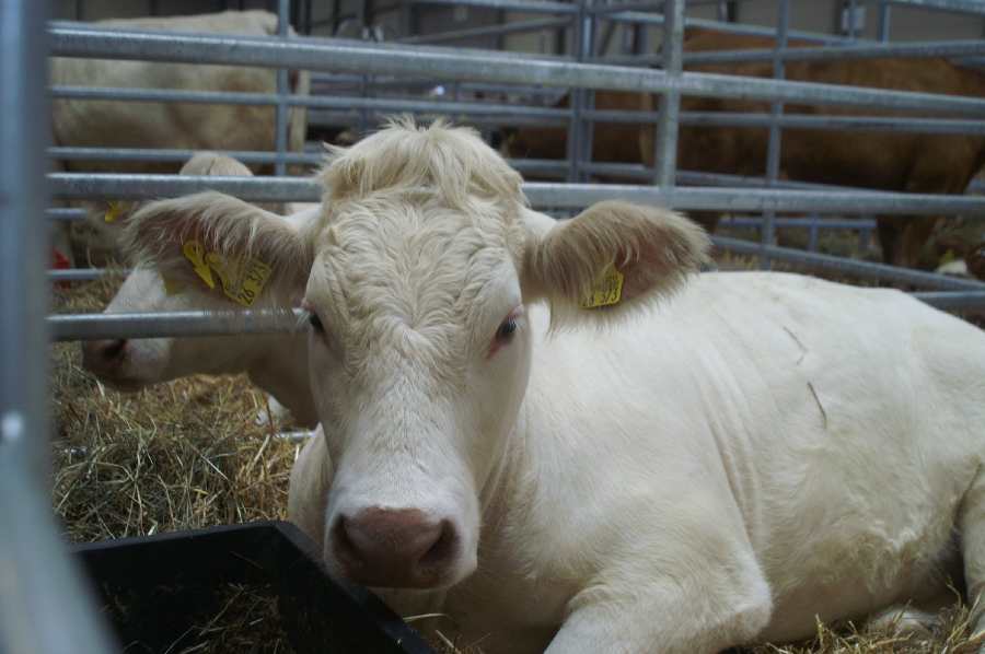 Charolais aus Teichrda.JPG