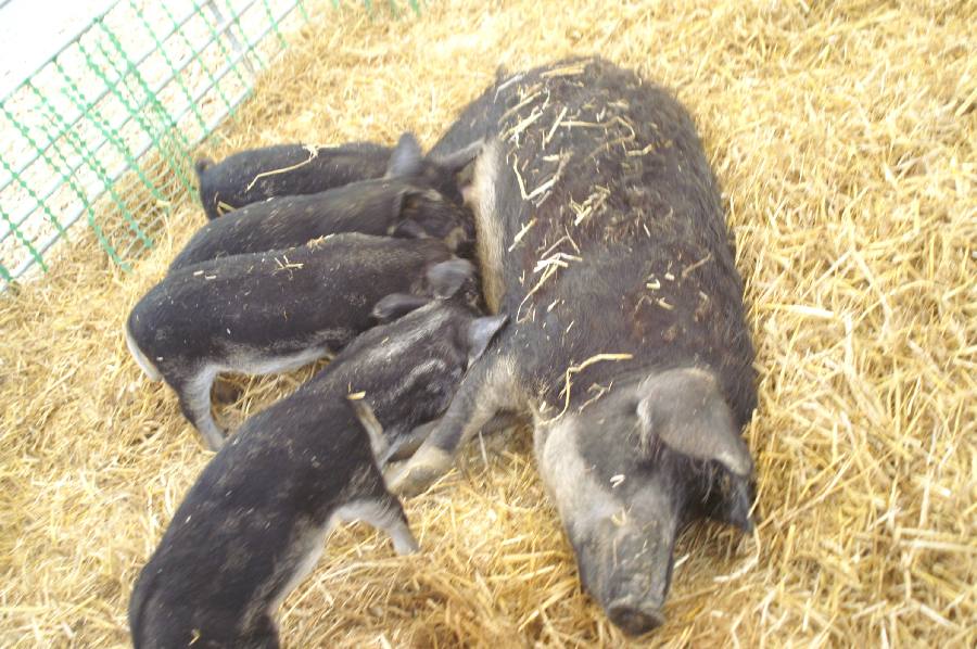 woll schweine.JPG