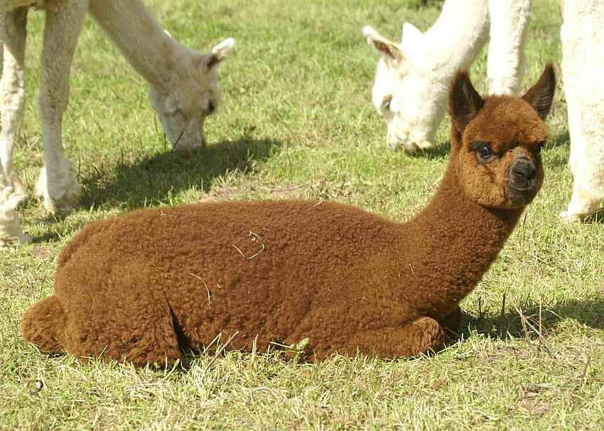 alpaka-cria-for-sale-alpacas.jpg