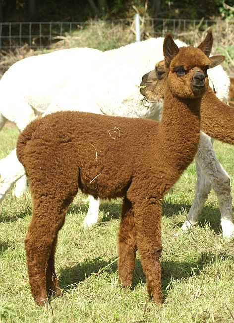 alpaka-cria-for-sale-female.jpg