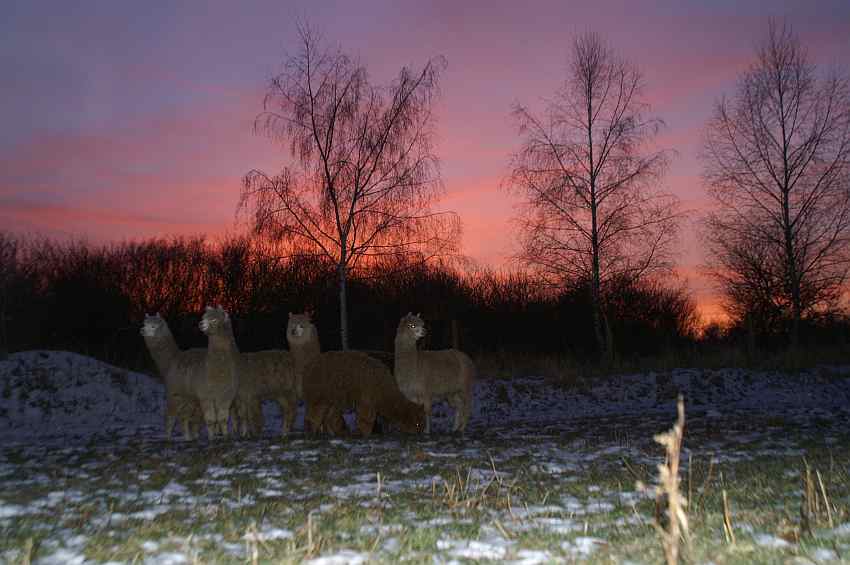 alpakas im sonnenuntergang.jpg