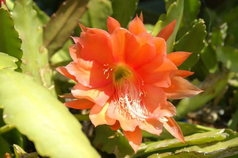 bluete-epiphyllum.jpg