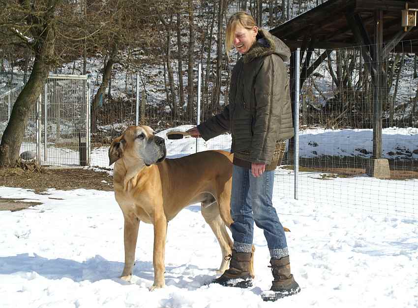 deutsche-dogge-gebrstet.jpg