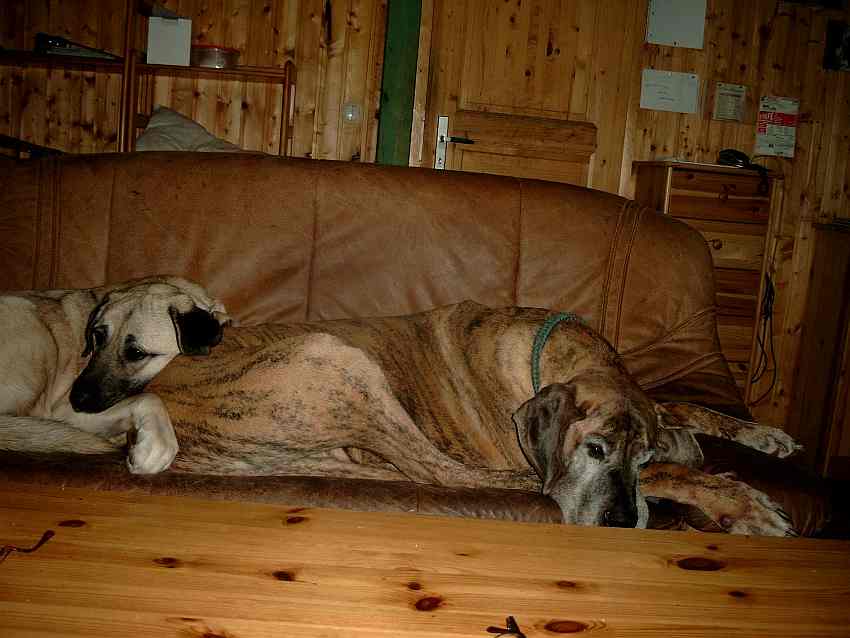 dogge kangal.jpg