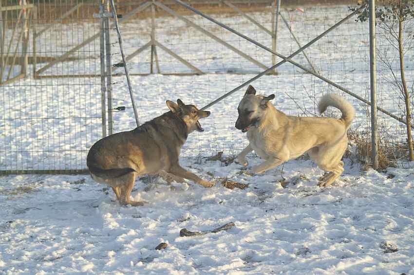 kamfhunde.jpg