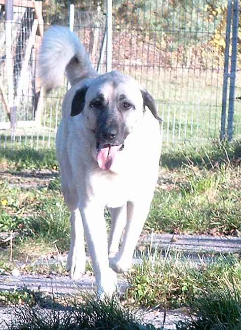 kangal hund.jpg