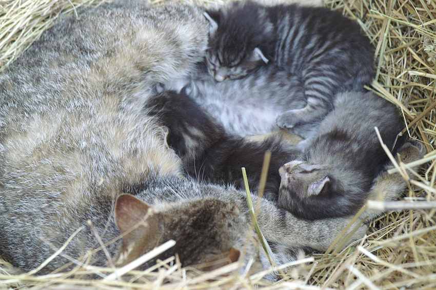 katzen kinder.jpg