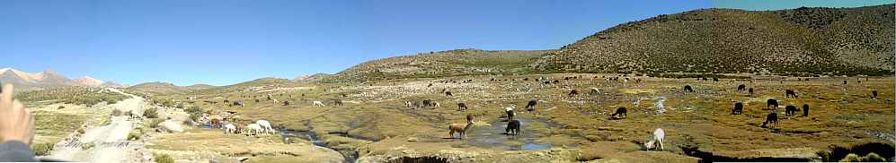 landschaft im altiplano chile.jpg